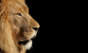 Side portrait of a big male African lion (Panthera leo) against a black background, South Africa